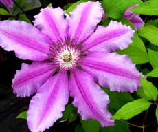 Clematis 'Barbara Dibley'