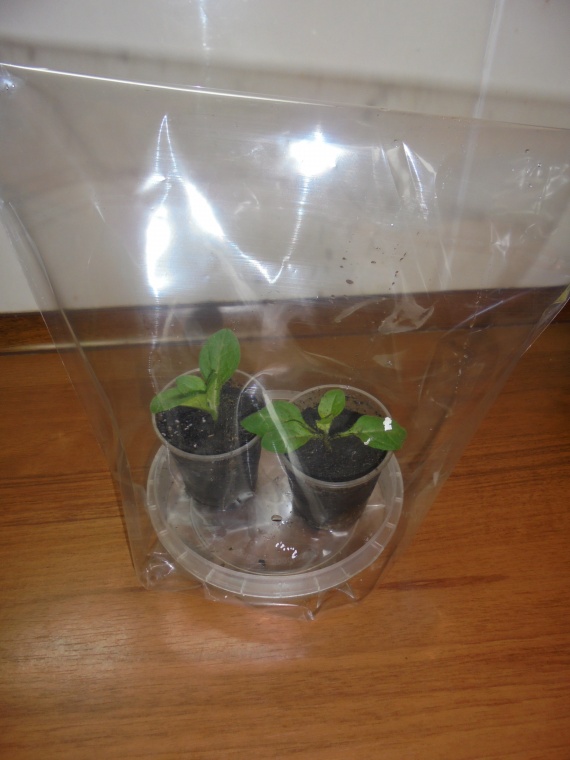 Укореняем черенки петунии в воде. Черенкование рассады петунии. Калибрахоа черенкование. Черенкование петунии. Черенкование петунии в воде.