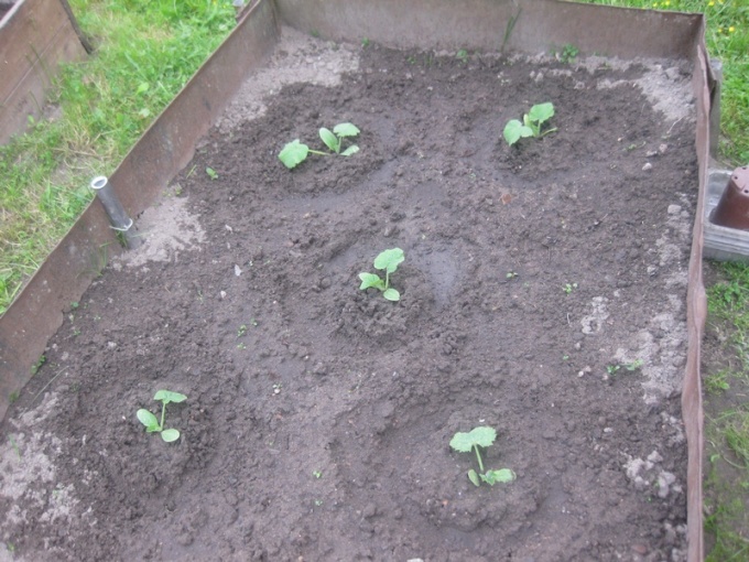 Рассада в апреле. Посадка кабачков в грунт рассадой. Кабачки на даче. Кабачки сажать в открытый грунт. Посадки кабачков в открытый грунт.