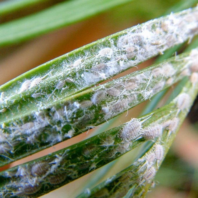 Ватообразный налет на растениях