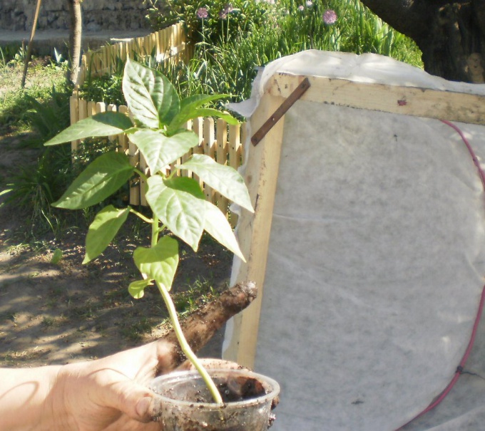 Рассада в стакане