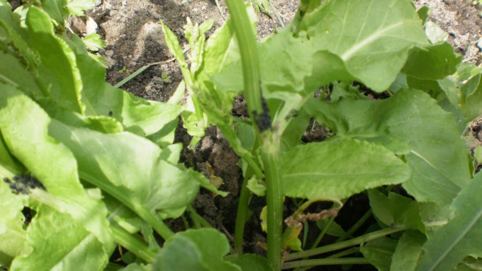 Тля на щавеле