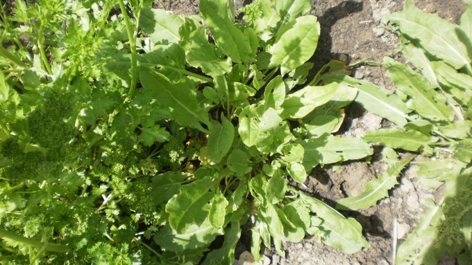 Куст щавеля