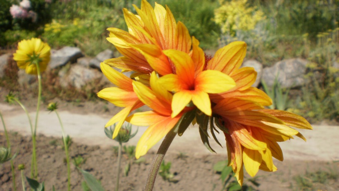 Необычные лепестки